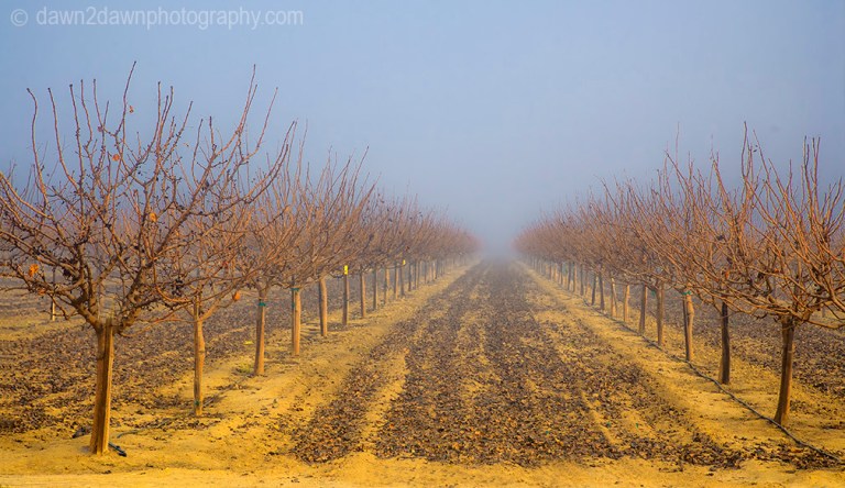 Almond Trees are surrounded by winter fog in California's San Joaquin Valley