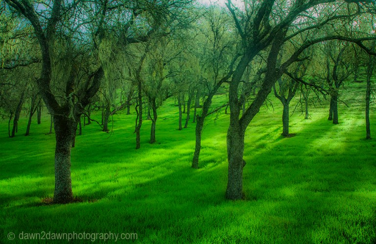 Oak trees in a California pasture