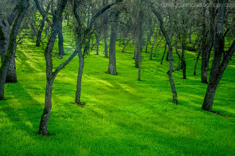 Oak trees in a California pasture