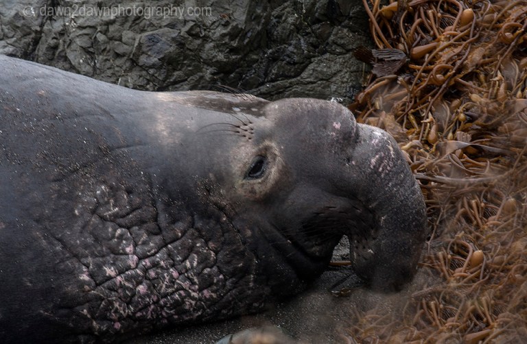 An elephant seal along California's Pacific Ocean Coast near San Simeon.
