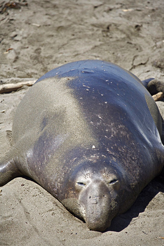 ENDANGERED NORTHERN ELEPHANT SEAL ON PACIFIC OCEAN, CALIFORNIA