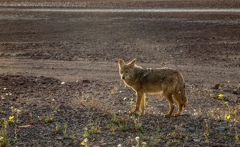DV Coyote_7427