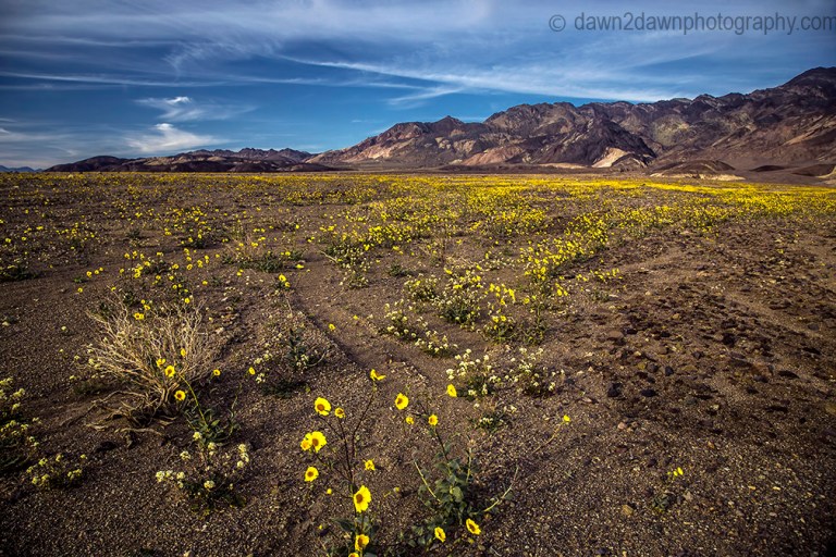Wildflowers dominate the landscape at Death Valley National Park, California