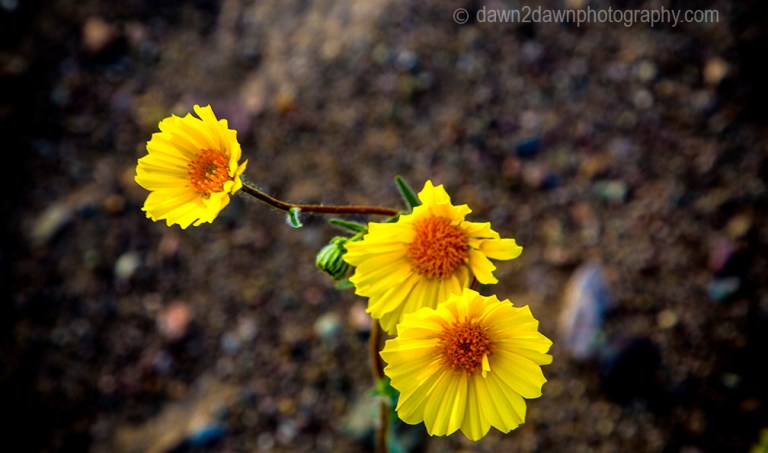 Wildflowers dominate the landscape at Death Valley National Park, California