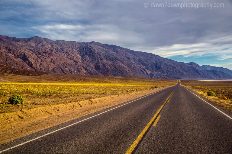 Wildflowers dominate the landscape at Death Valley National Park, California