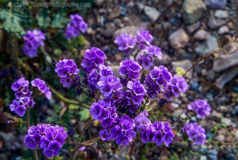 Wildflowers dominate the landscape at Death Valley National Park, California