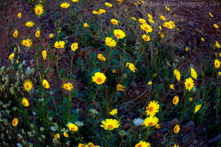 Wildflowers dominate the landscape at Death Valley National Park, California