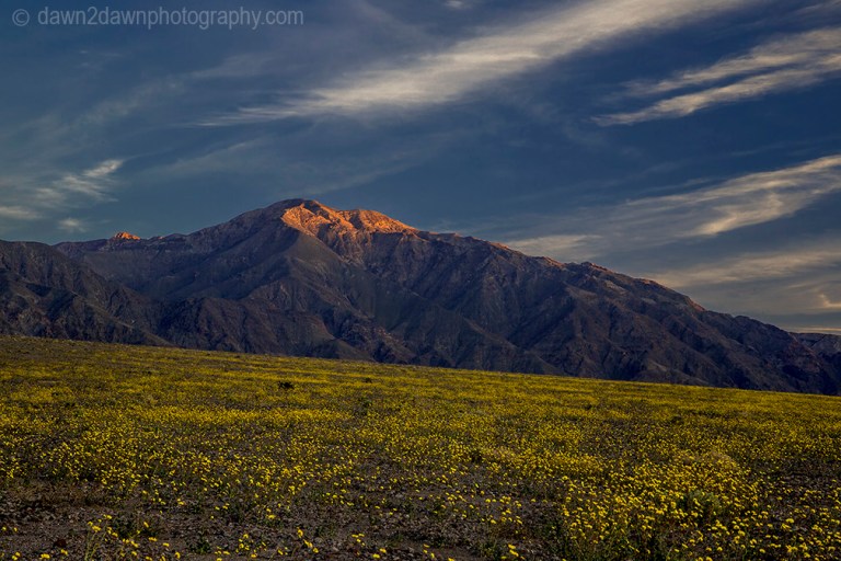 Wildflowers dominate the landscape at Death Valley National Park, California