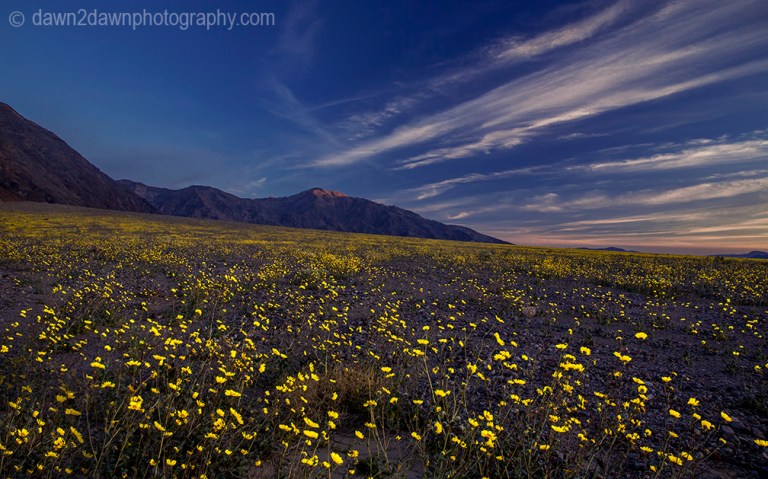 Wildflowers dominate the landscape at Death Valley National Park, California