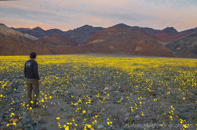 Wildflowers dominate the landscape at Death Valley National Park, California