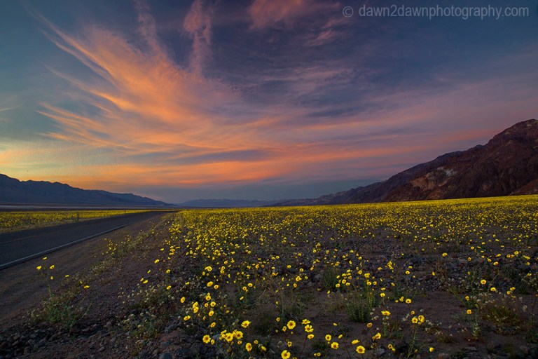 Wildflowers dominate the landscape at Death Valley National Park, California