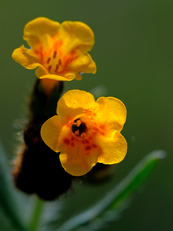 09-fiddlenecks