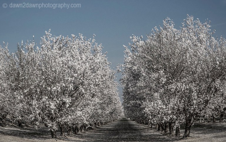 Almond trees are at full bloom in the San Joaquin Valley of California