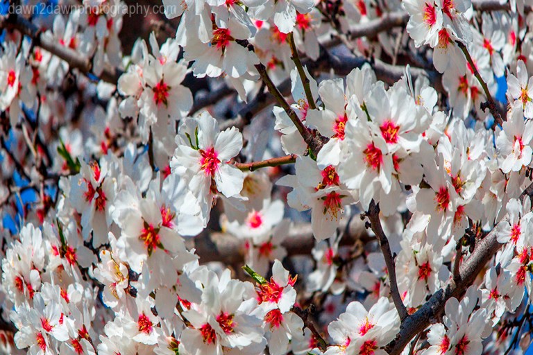 Almond trees are at full bloom in the San Joaquin Valley of California