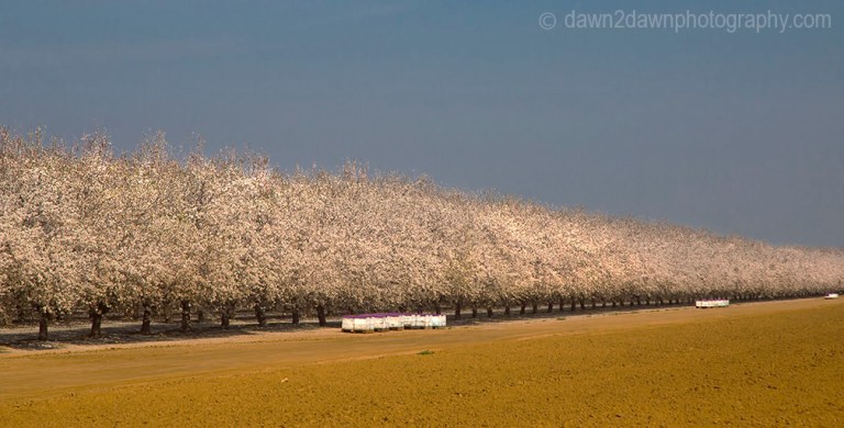 Almond trees are at full bloom in the San Joaquin Valley of California