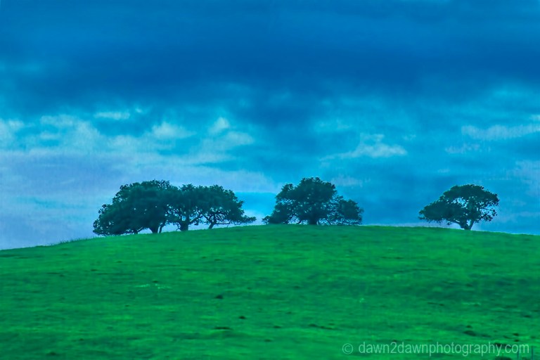 Oak Trees in a hilltop pasture overlook Carmel Valley, California