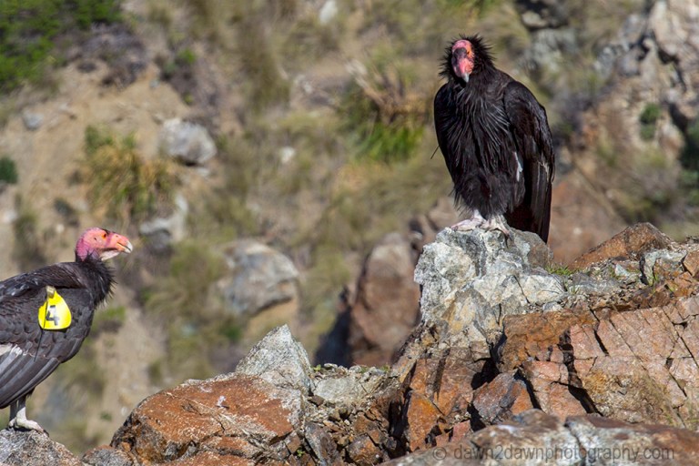 Two California Condors are perched on the cliffs at Big Sur , California