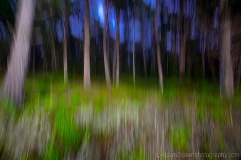 Cypress Trees a bit blurred at Point Lobos State Natural Reserve at Carmel, California