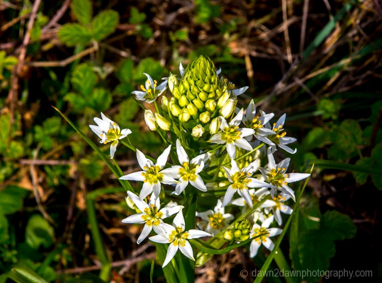 Cal Coast Flowers_8158