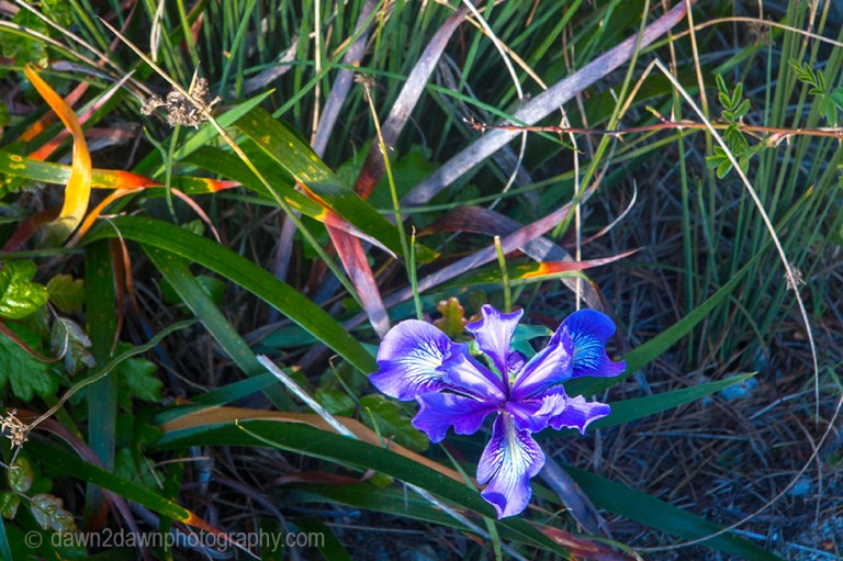 Cal Coast Flowers_8183