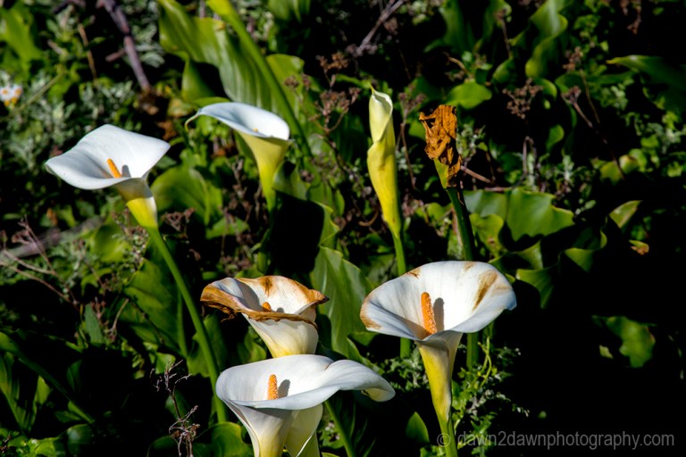 Calia Lily grows along California's Pacific ocean Coastline near Big Sur.