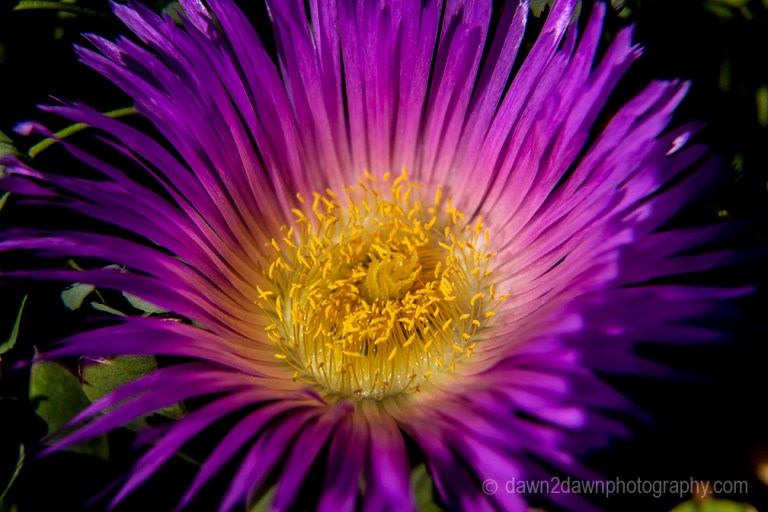 An ice plant flowers along California's Pacific Coast near Big Sur.