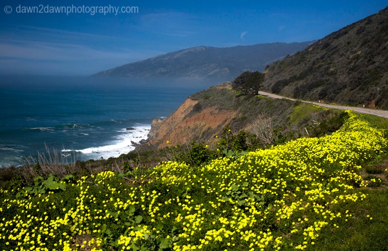 Wildflowers bloom along Pacific Coast Highway near Big Sur, California