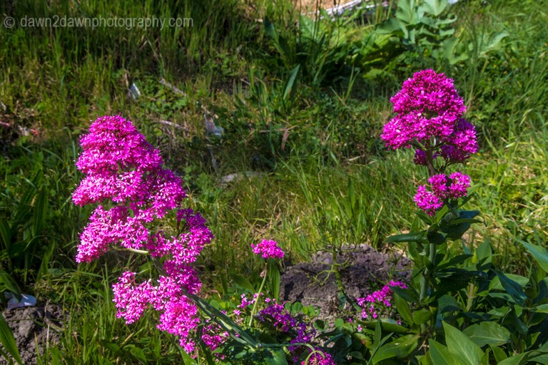Cal Coast Flowers_8431