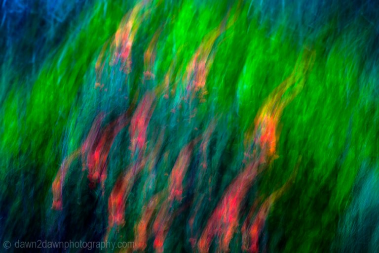 Paintbrush is in bloom along the Pacific Ocean Coastline at Point Lobos State Natural Preserve at Carmel, California