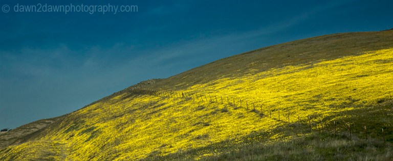 Wildflowers are in full bloom in a pasture in California