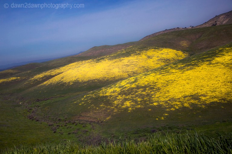 Wildflowers are in full bloom in a pasture in California