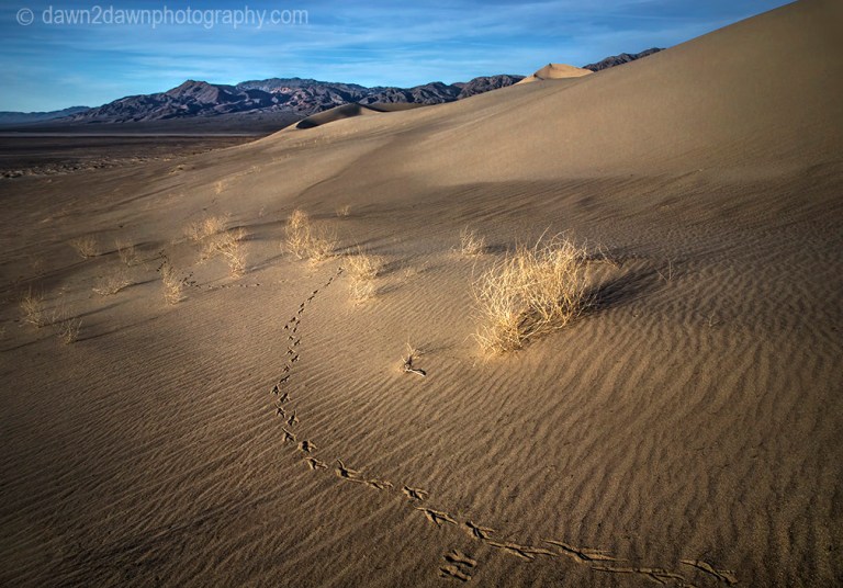 Patterns and ripples produced by erosion are the dominant features of Eureka Dunes at Death Valley National Park, California