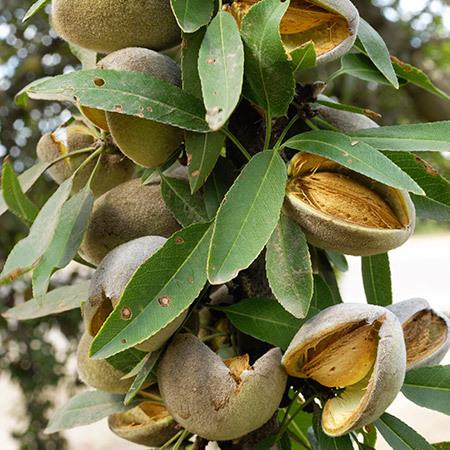 Prima-Almond-Tree-450w