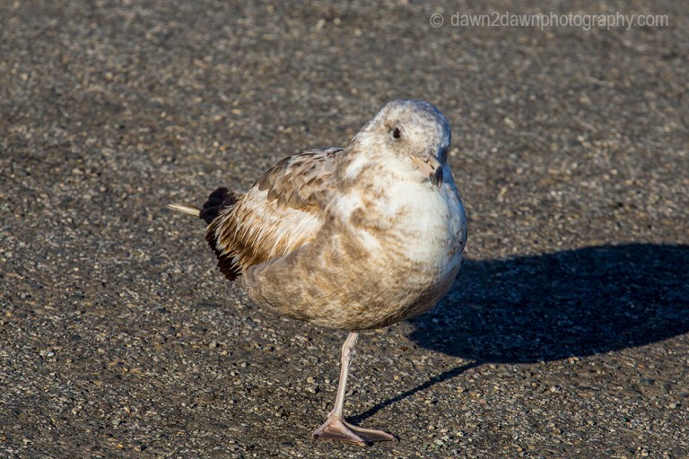 A seagull stands on one leg along the California's Pacific Ocean Coastline near San Simeon