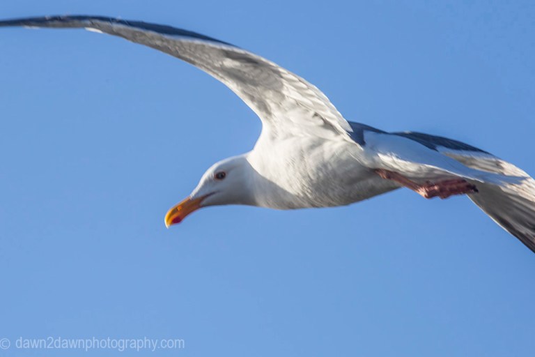 A seagull flies along the California's Pacific Ocean Coastline near San Simeon