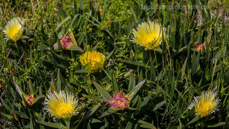 Cal Coast Flowers_9346