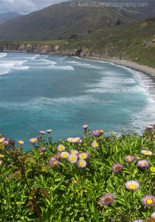 Flowers grow along California's Pacific ocean Coast at Sand Dollar Beach.