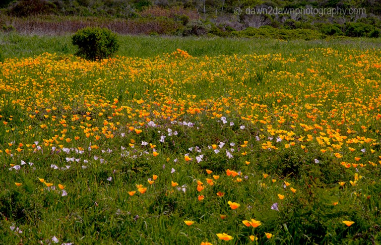 Flowers grow along California's Pacific Ocean Coast at Sand Dollar Beach.