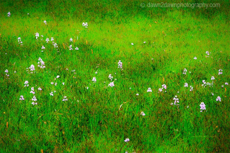 Flowers grow along California's Pacific Ocean Coast at Sand Dollar Beach.