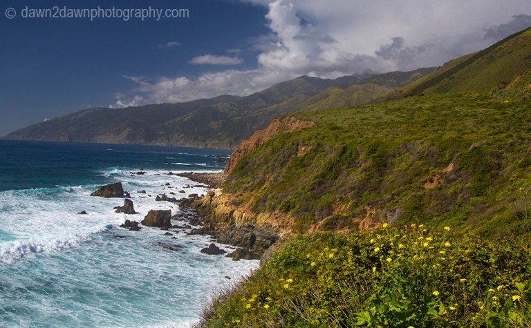 Flowers grow along California's Pacific Ocean Coast south of Big Sur.