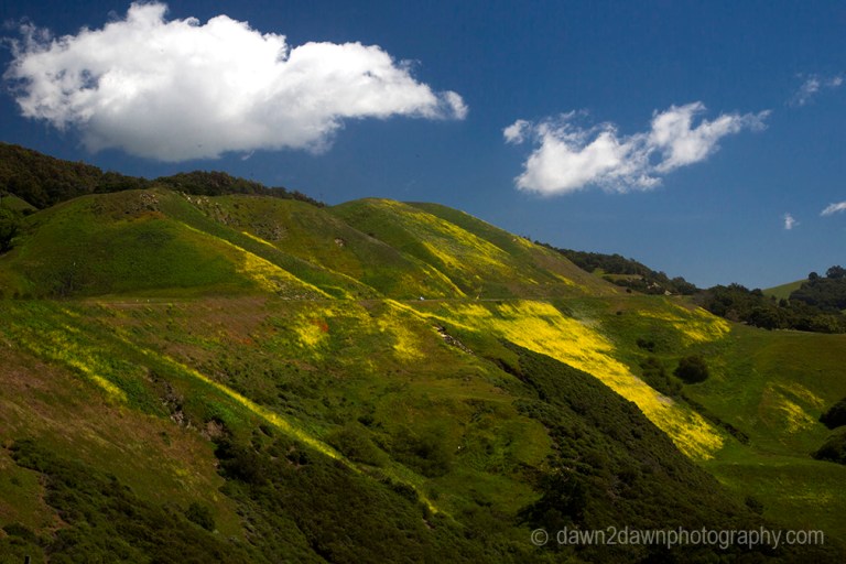 Mustard grass is in full bloom along Highway 46 at Coastal California