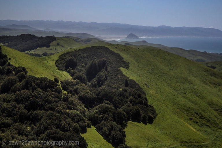 Spring rains have brought green grasses to the pastures along California's Pacific Ocean Coastline near Moro Bay