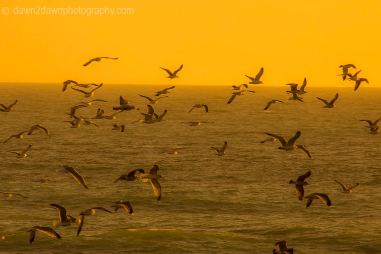 Cal Coast Seagulls_9633