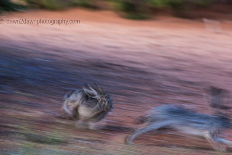 Coyote Buttes Rabbits_0645