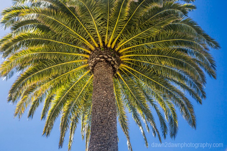 Hearst Palm_9030