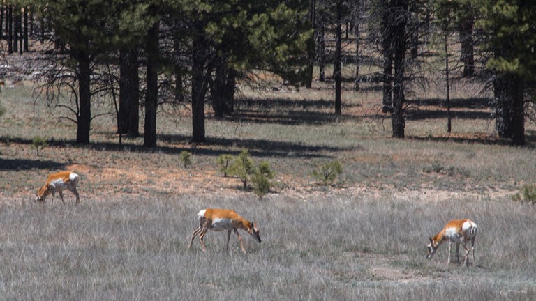 Bryce Pronghorn_0754