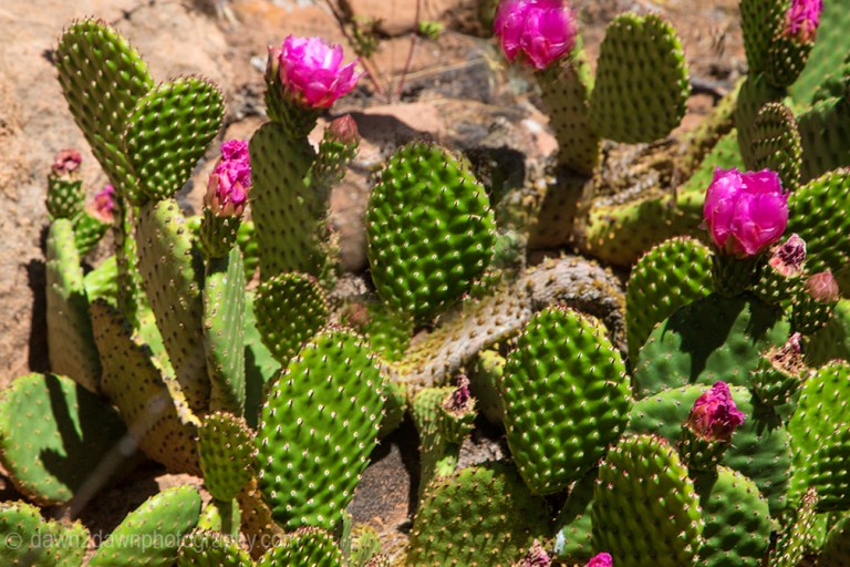 Zion Prickly Pear_0711