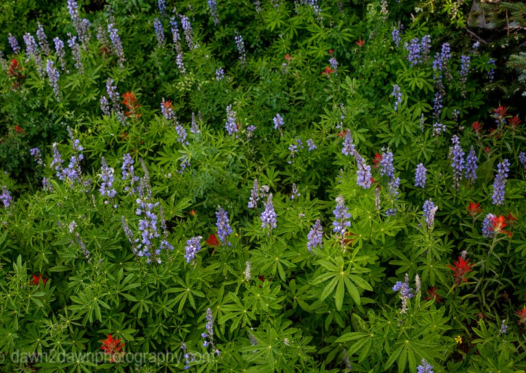 Silver Lupine bloom at Cedar Breaks National Monument in Southern Utah