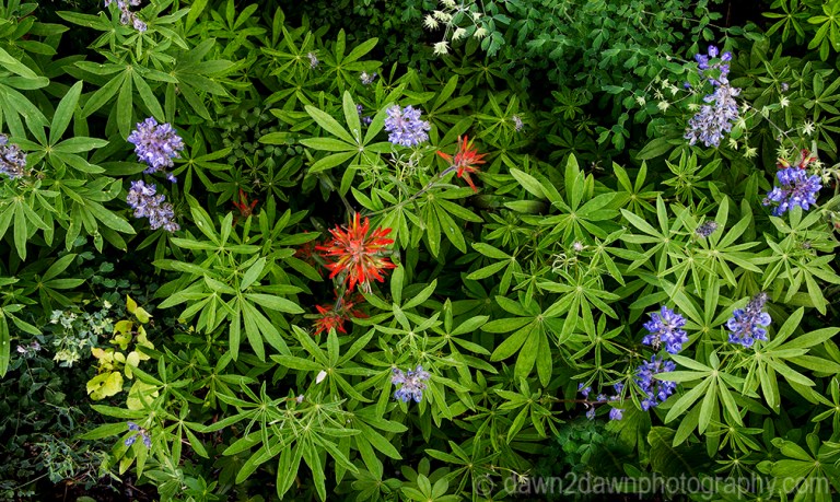 Silver Lupine and Indian Paintbrush bloom at Cedar Breaks National Monument in Southern Utah