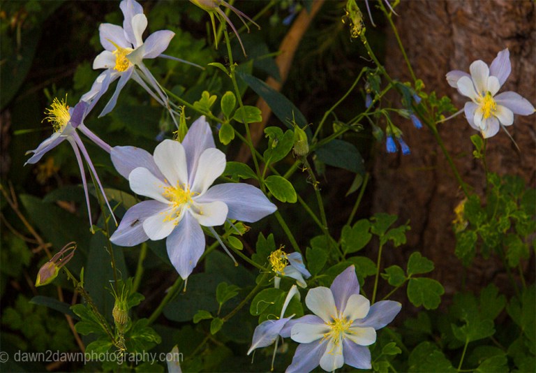 Columbine bloom at Cedar Breaks National Monument in Southern Utah